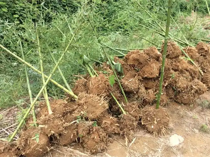 雷竹种植