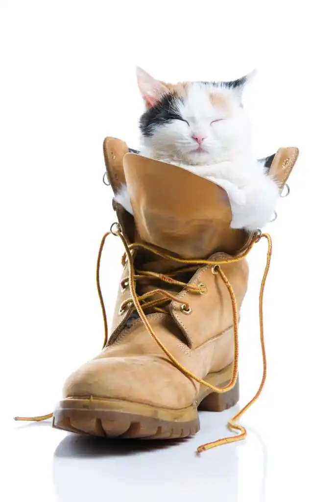 可爱小猫睡觉,可爱小猫孤立在白色背景上靴里睡觉