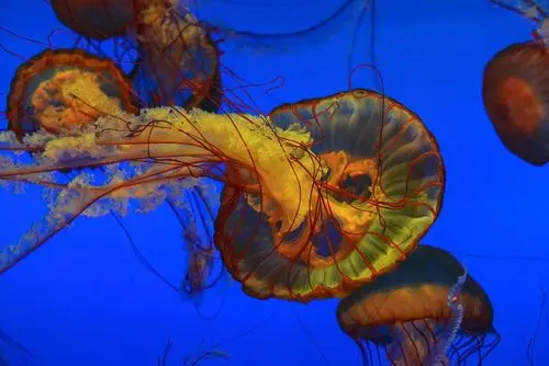 7月10日(周一)动物园海洋馆一日游