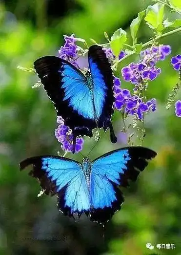 你张张嘴小心前面带刺的玫瑰亲爱的 你慢慢飞萨克斯《两只蝴蝶》