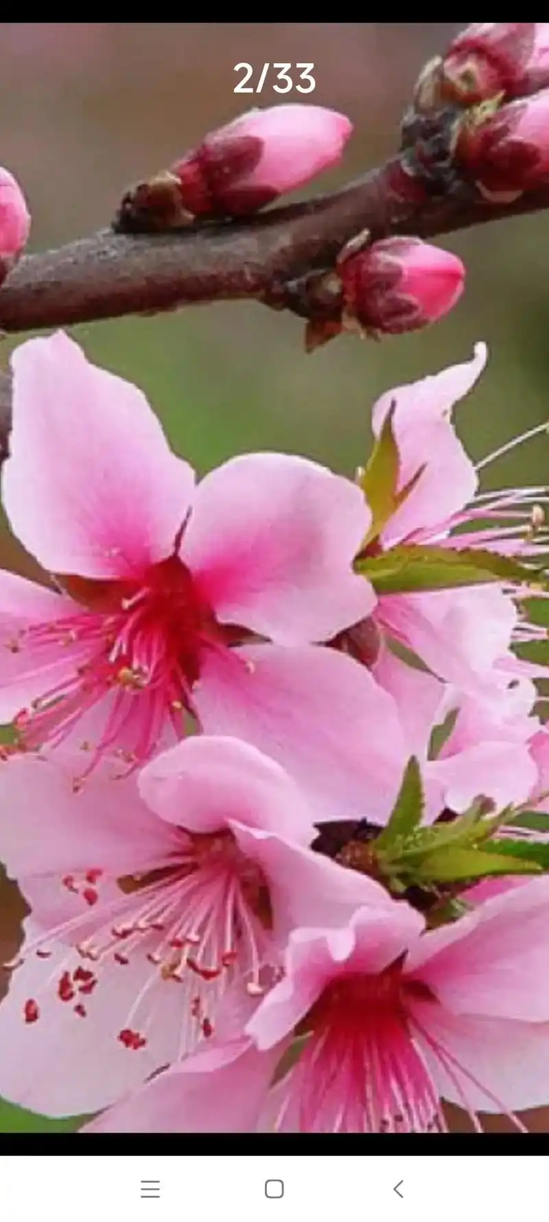 山水桃花相映红,桃花潭里情更浓.灼灼桃花璀璨了三生三世,不及 - 抖音