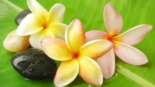 绿色护眼的大自然植物高清图片电脑桌面壁纸第二辑