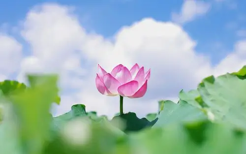 荷花,夏天,荷叶,蓝天白云,清新,盛开荷花壁纸图片