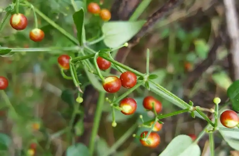 茜草归肝经,配茵陈,栀子,黄柏,车前子,泽泻等,可用于治疗黄疸型传染性