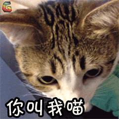 萌宠猫喵星人你叫我喵soogifsoogif出品gif动图_动态图_表情包下载