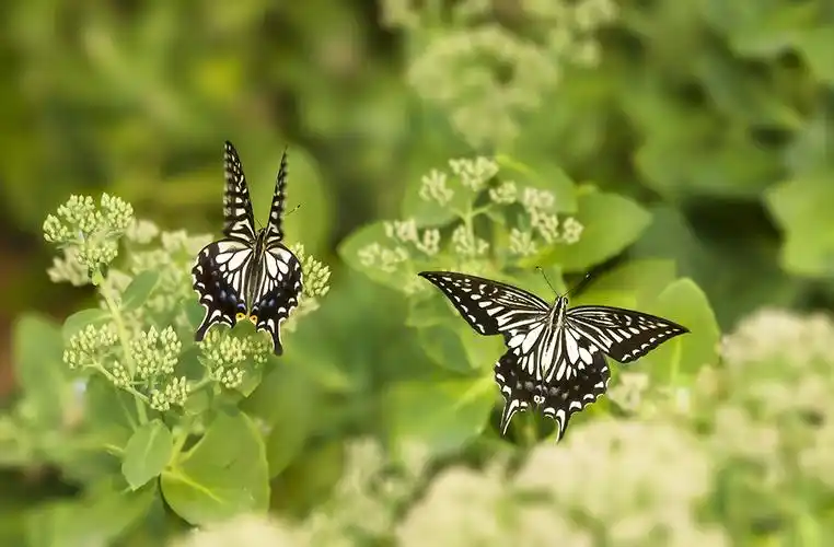 两只蝴蝶,慢慢飞.
