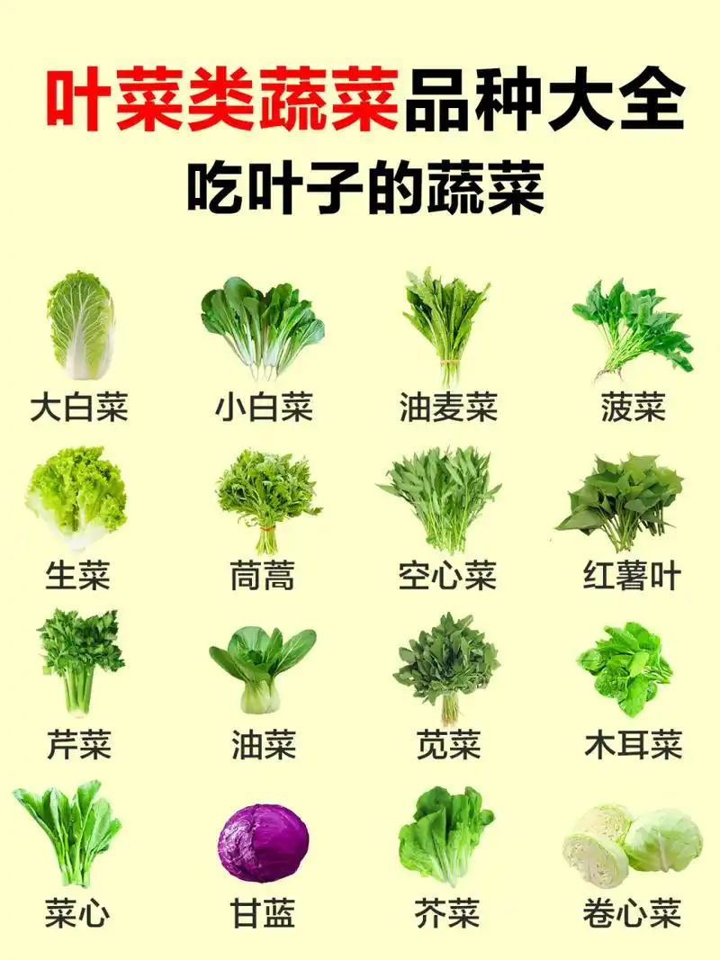 盘点【要吃叶子的蔬菜】叶菜类蔬菜品种大全 蔬菜是我们最重要的营养
