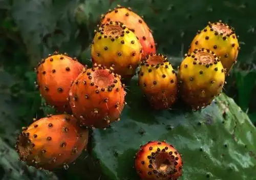 生活中不常见的奇葩水果,有些甚至奇丑,你吃过几种?