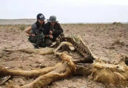 揭秘1978罗布泊食人蜥蜴事件罗布泊核爆毁灭巨型蜥蜴真实照片