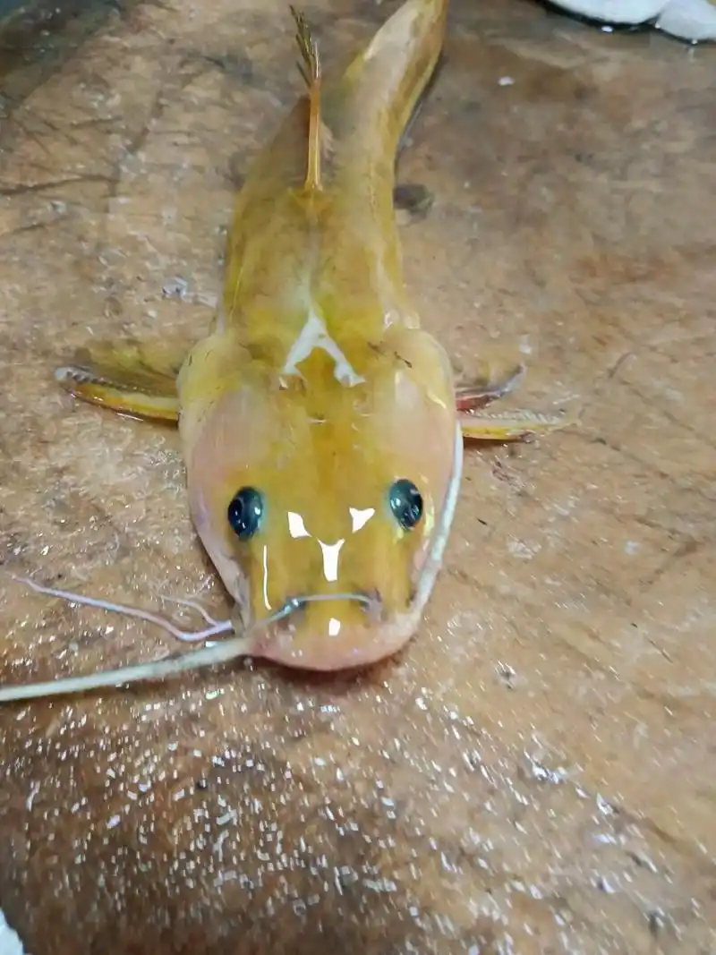 这是在河沟里的石头下抓到的黄辣丁,俗称牛尾巴,这种鱼长相奇特,肉质