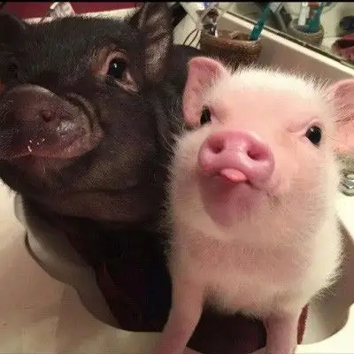 搞笑的情侣头像一左一右 两张独一无二奇葩情侣头像