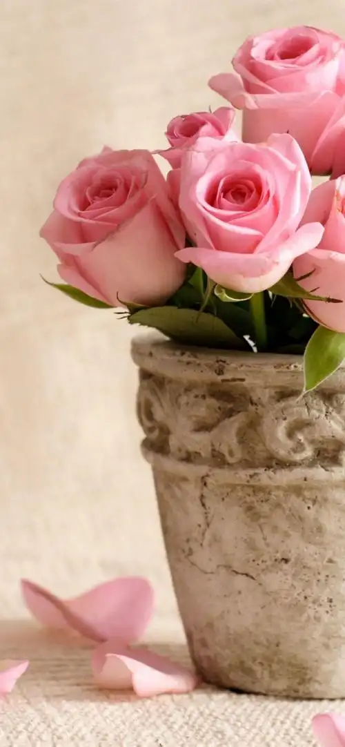 iphone 壁纸 一些粉红玫瑰,花瓣,花瓶