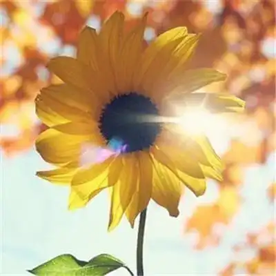 微信最吉利的好看头像大全会带来好运的微信头像图片