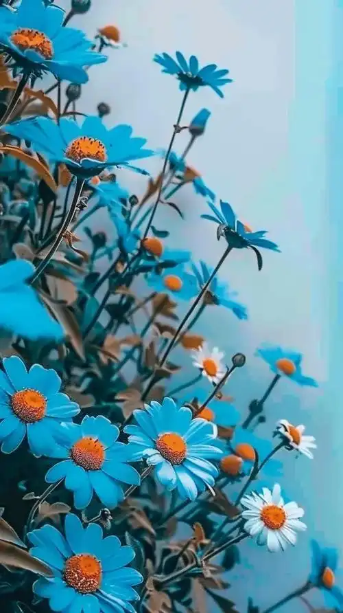 壁纸分享,漂亮的小雏菊高清手机壁纸