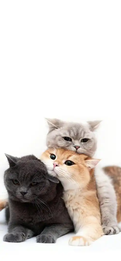 锁屏壁纸##可爱的终点是奶猫