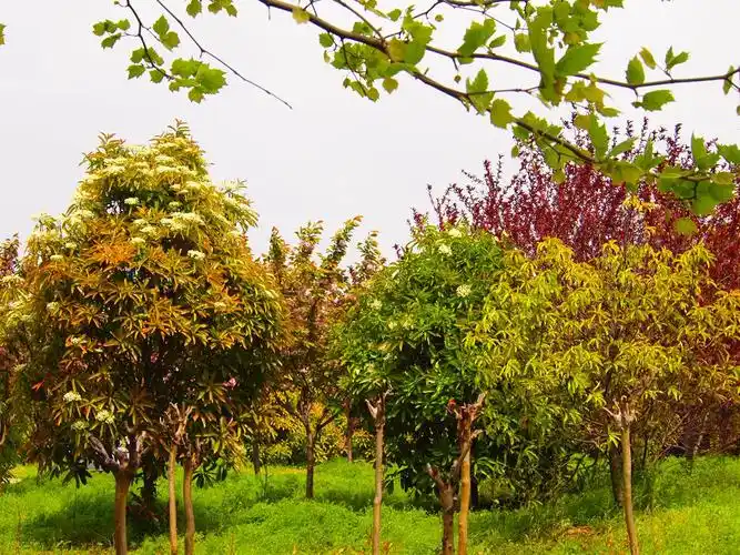 驻马店市黄淮学院校园内植物园林剪影