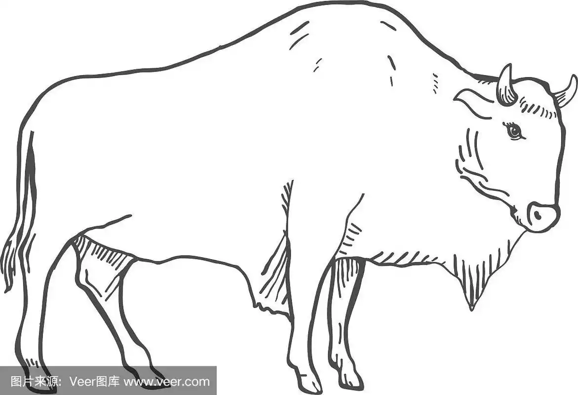手绘水牛孤立在白色