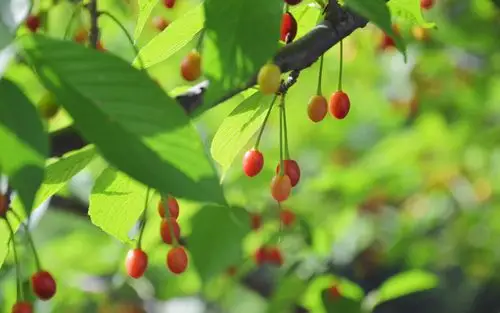 春季绿色护眼植物唯美图片电脑壁纸