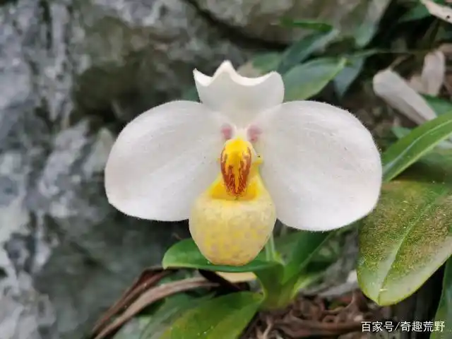 带你领略大自然的魅力之白花兜兰