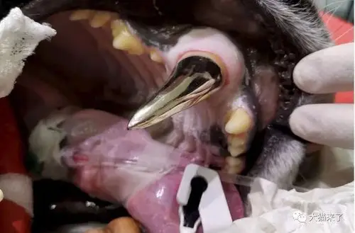 原创真正的虎口拔牙!250斤重母虎犬齿松动,牙医为其换上一颗大金牙