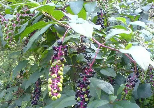 见肿消主治痈肿狗咬一切肿毒