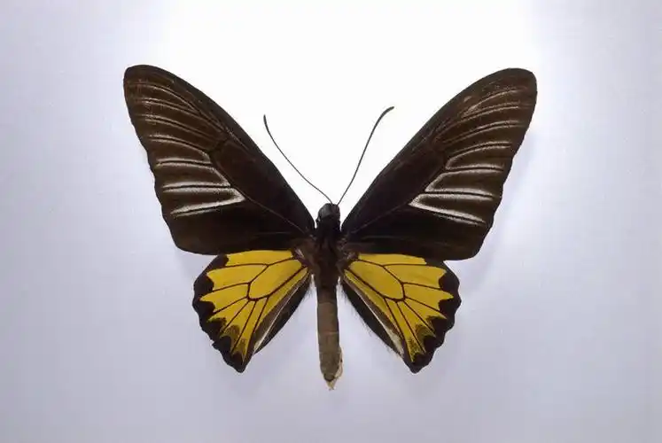 无人,横图,室内,特写,白天,正面,蝴蝶,伸展,张开,展翅,阴影,灰色背景