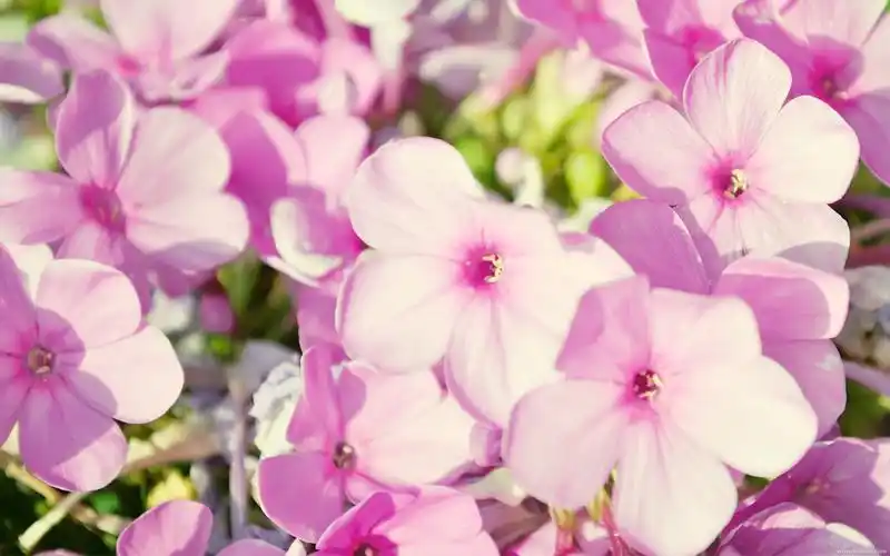 电脑壁纸,壁纸,春天,花,简约