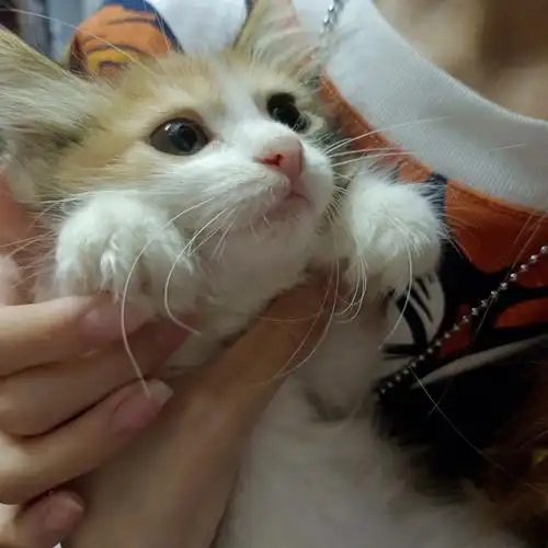 三花长毛橘猫串串妹妹已买