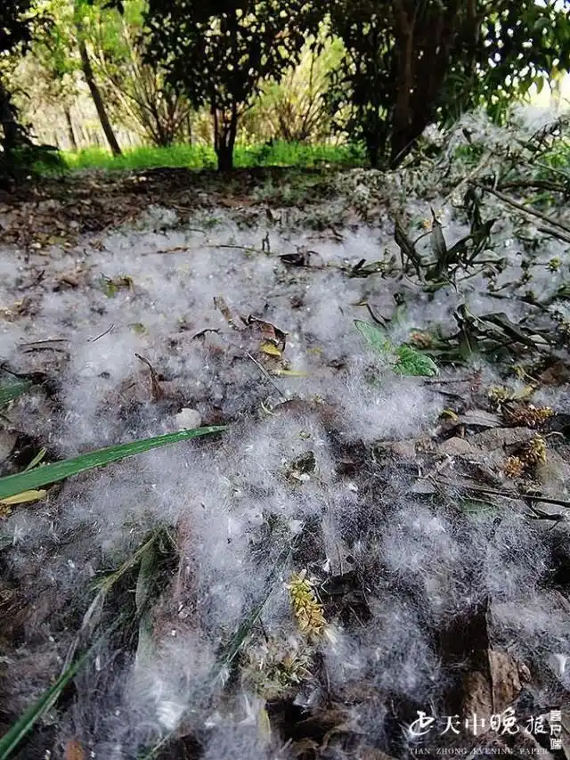柳絮飘飞犹如四月飘雪防絮妙招有哪些