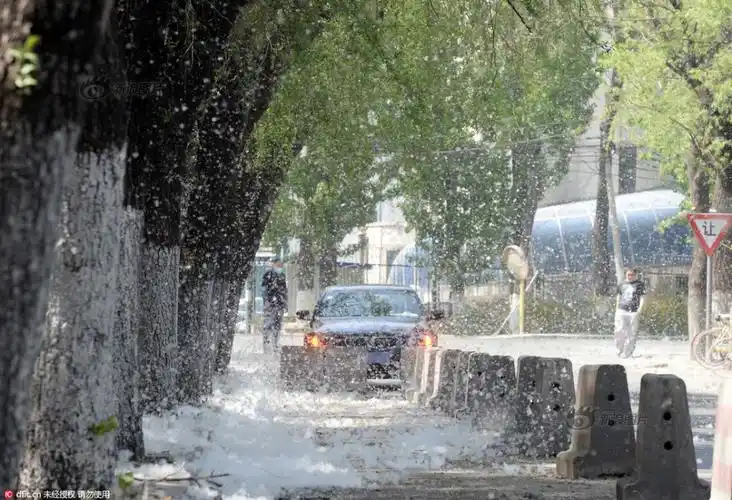 图为柳絮飞扬  责编:赵雪晨