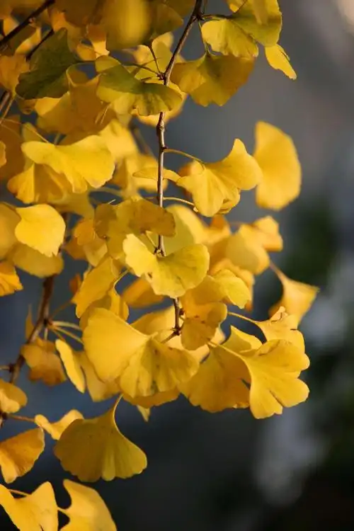 银杏叶子图片(银杏叶子图片大全)