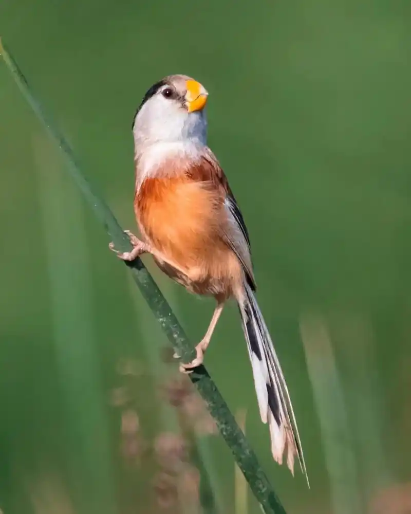 震旦雅雀可爱的小精灵.#野生鸟类摄影 #爱鸟护鸟 - 抖音