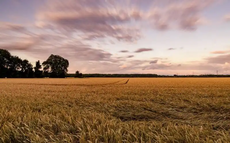 秋季金色的麦田风景