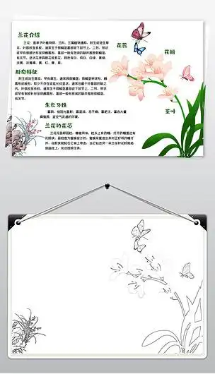 卡通兰花手抄报植物生长电子小报线稿涂色模板