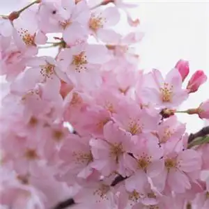 桃花微信头像 花朵怒放看到了春天的影子