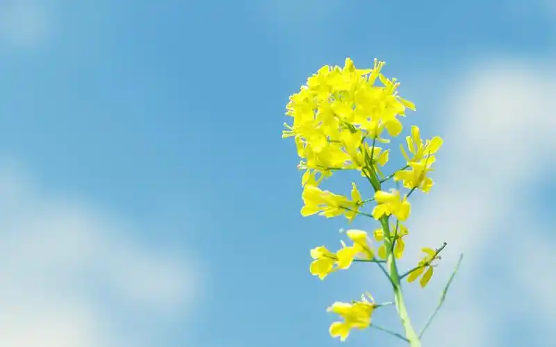 得了痔疮怎么治疗