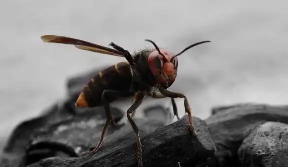 世界上体型最大的蜜蜂华莱士巨蜂伸展翅膀可达6厘米