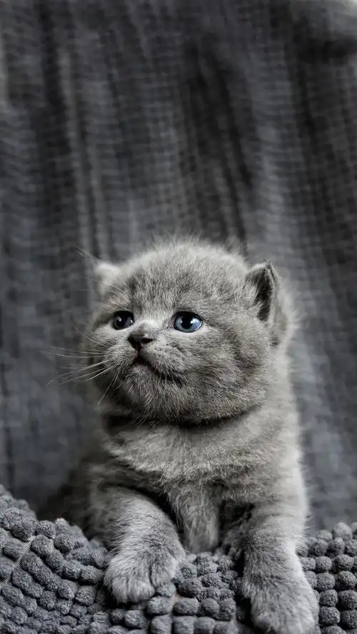 英国短毛猫 - 宠物摄影师陈骁雄 - 图虫