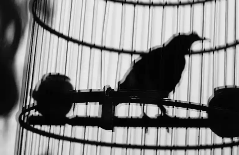 每次看到笼子里的鸟都不忍去想象-布就是不.