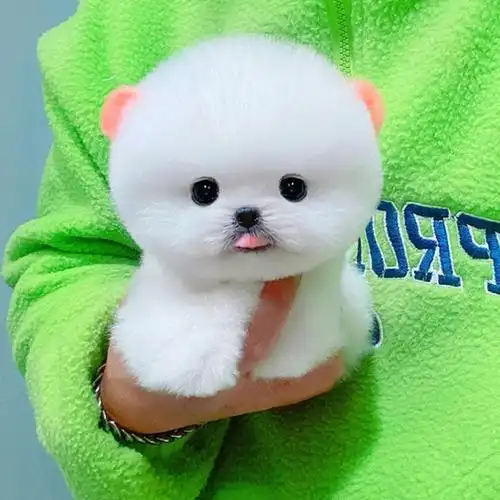 犬茶杯犬小型犬长不大型可爱白色博美活体宠物狗已售8新品淘宝￥20