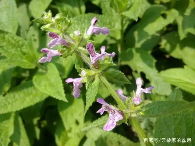 野甘露,一种野生药材,能清热解毒和消炎止痒,野外遇见别错过!