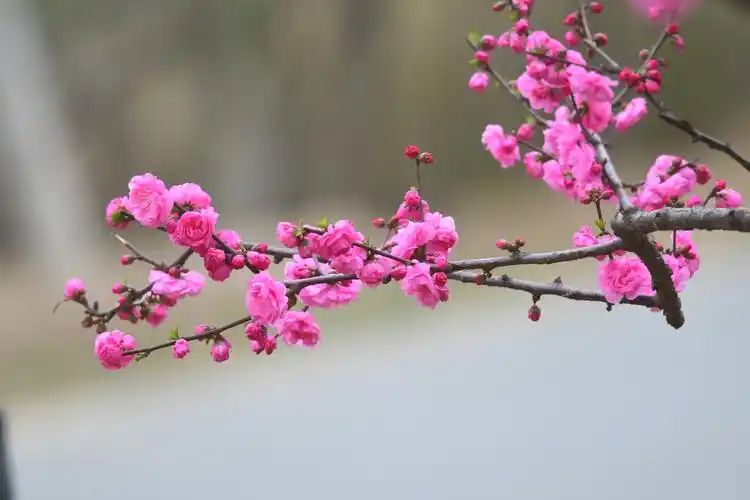 鲜艳靓丽的梅花