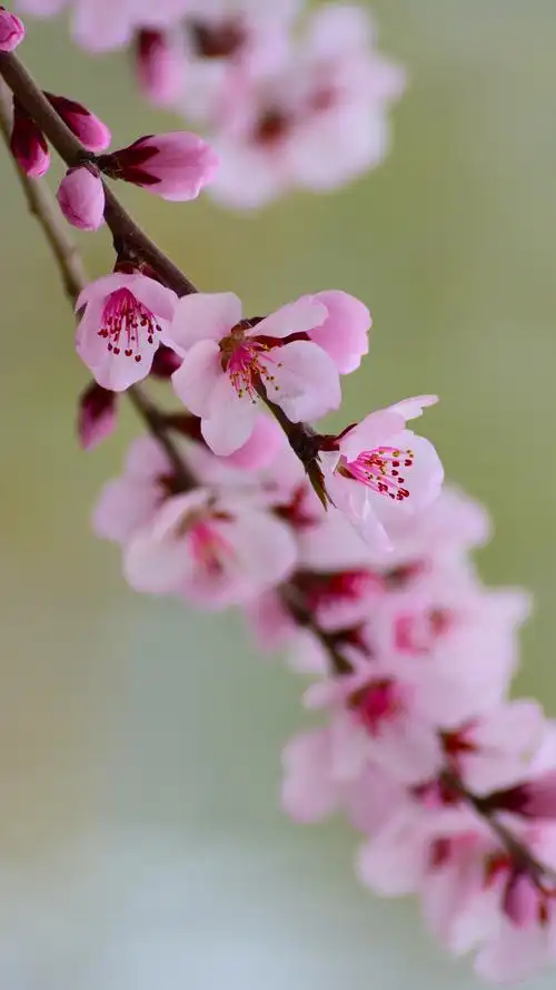 桃花_景致唯美-站酷zcool