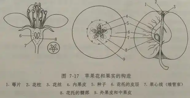 吃了几十年的苹果,谁知净是吃了些假果!