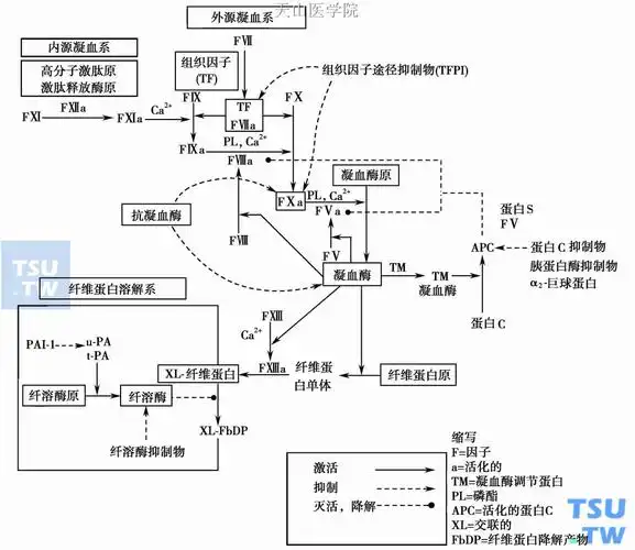 血浆蛋白酶抑制物 - 血液病学 - 天山医学院