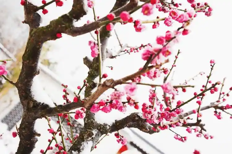 梅花欢喜满天雪,雪中梅花更妖艳!