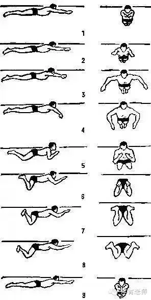 蛙泳动作要领图解 (含口诀)