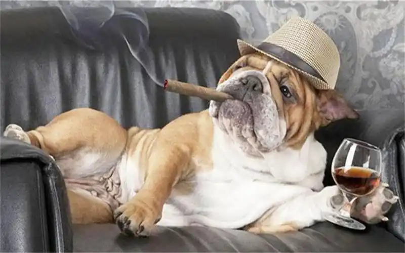 狗狗抽烟我忍了,鼻子吐烟圈我也忍了,爪子还会抖烟灰?