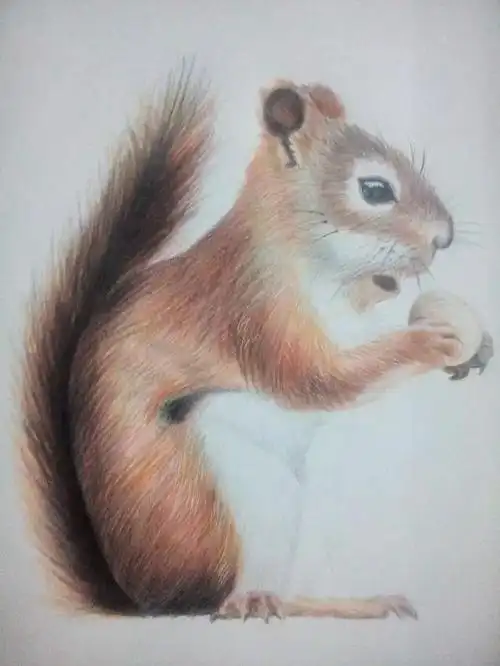 彩铅画1.|彩铅|纯艺术|月如常 - 原创设计作品 - 站酷 (zcool)