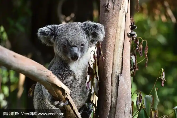 澳大利亚,树袋熊,哺乳纲,一个物体,热带气候